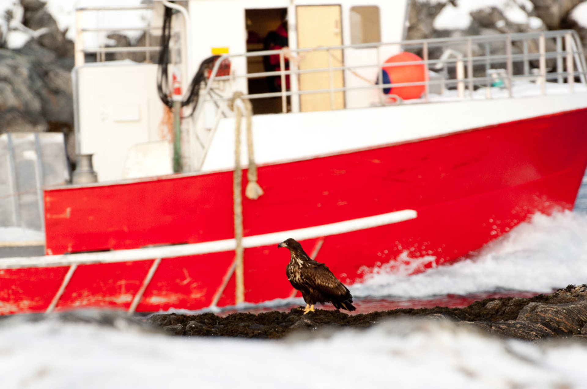 Sea eagle